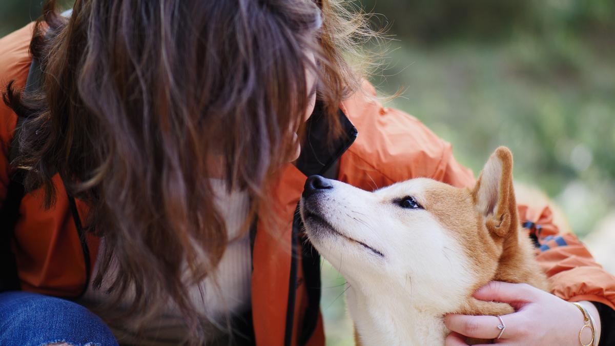 Deja que sea el perro el que se acerque primero.