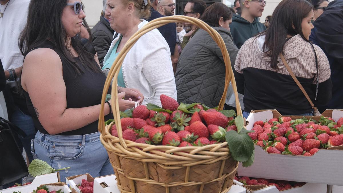 Cestas de fresas, en Valsequillo