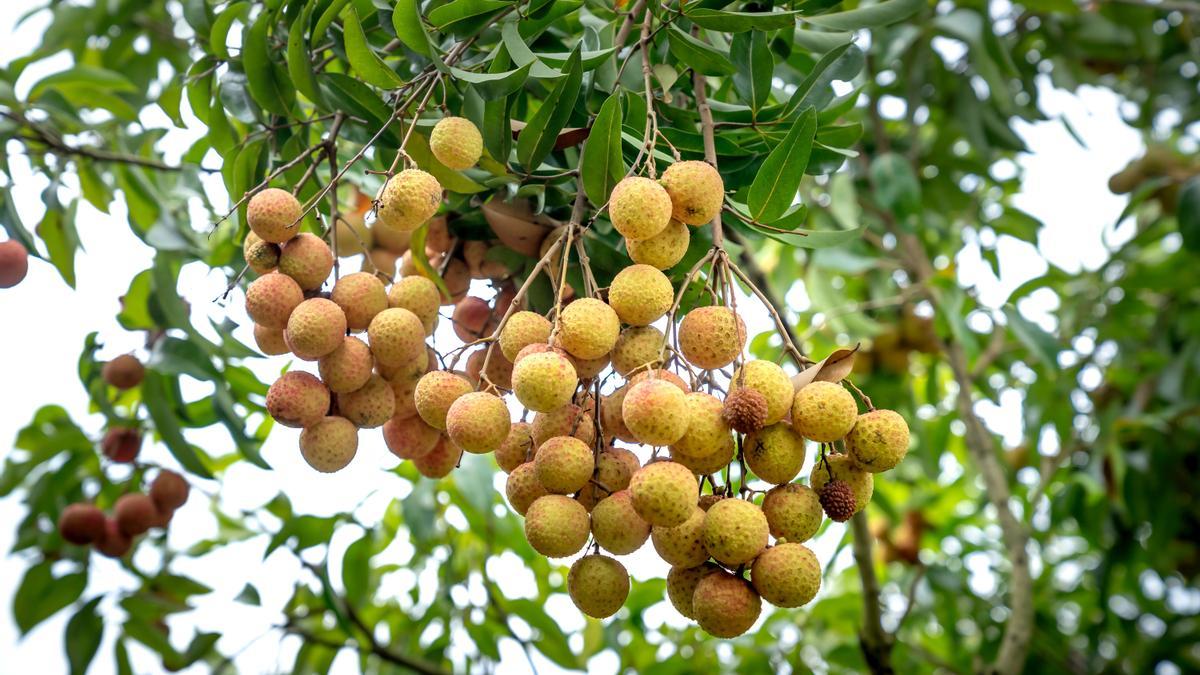 Árbol de longan.