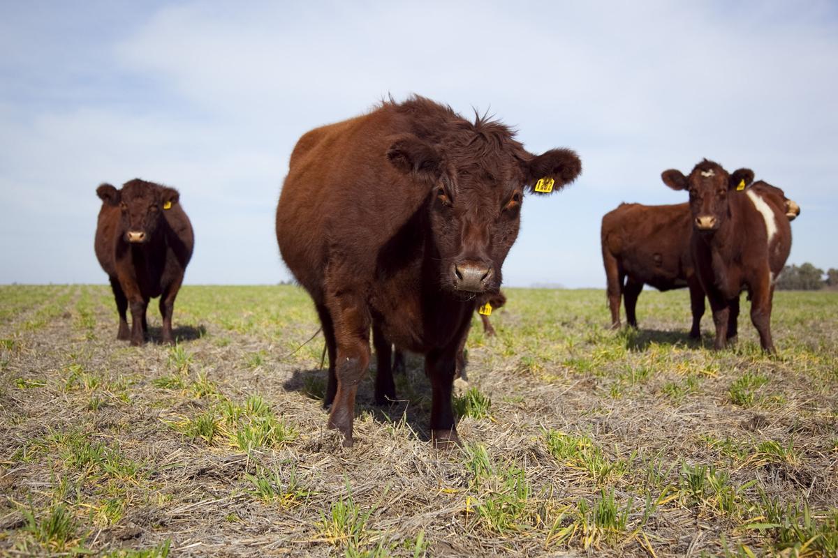 El ganado es fuente de emisión de gases de efecto invernadero