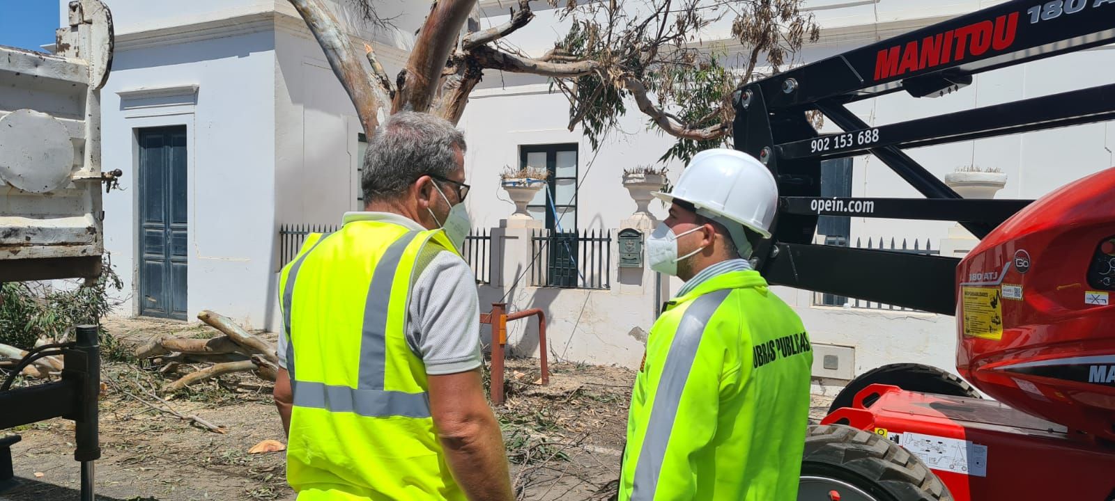 Traslado de un árbol en Guatiza