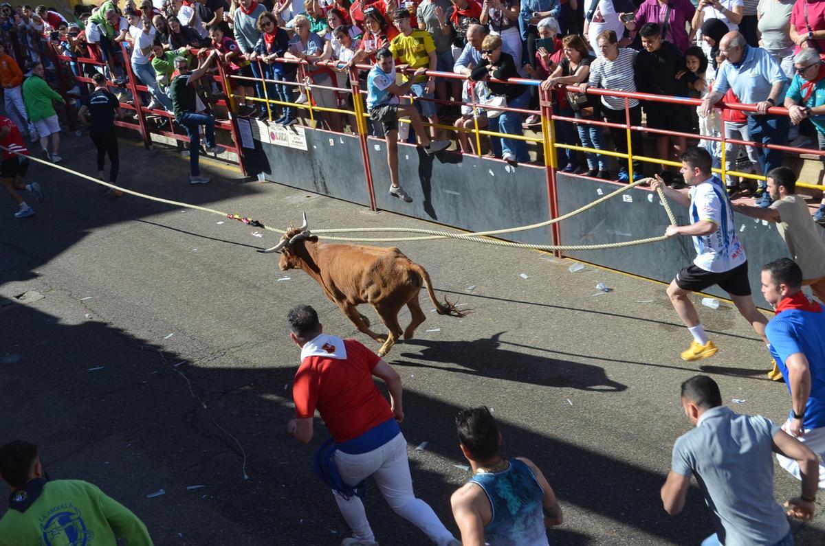 La carrera del Torito del Alba "Ganadora", de Benavente, en imágenes