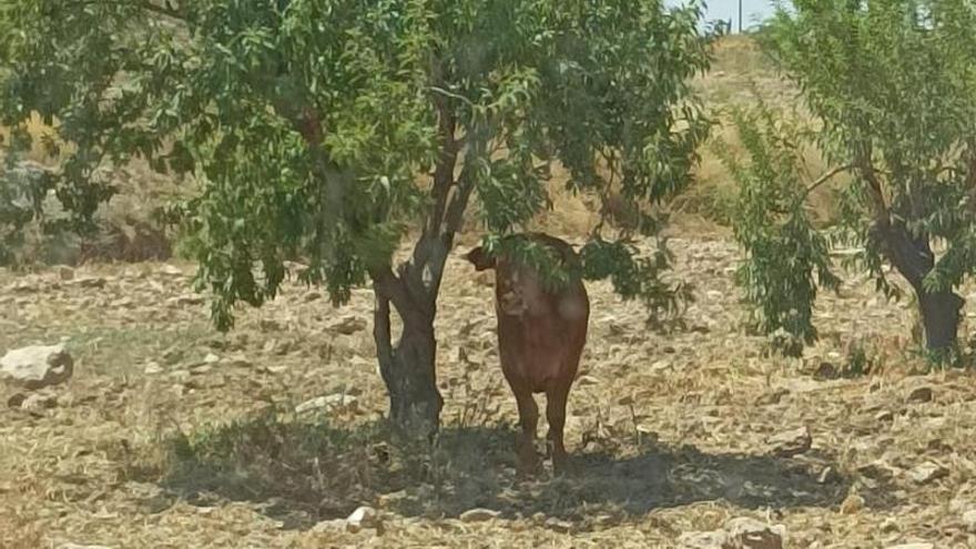 Un toro de los que se escapó este jueves.