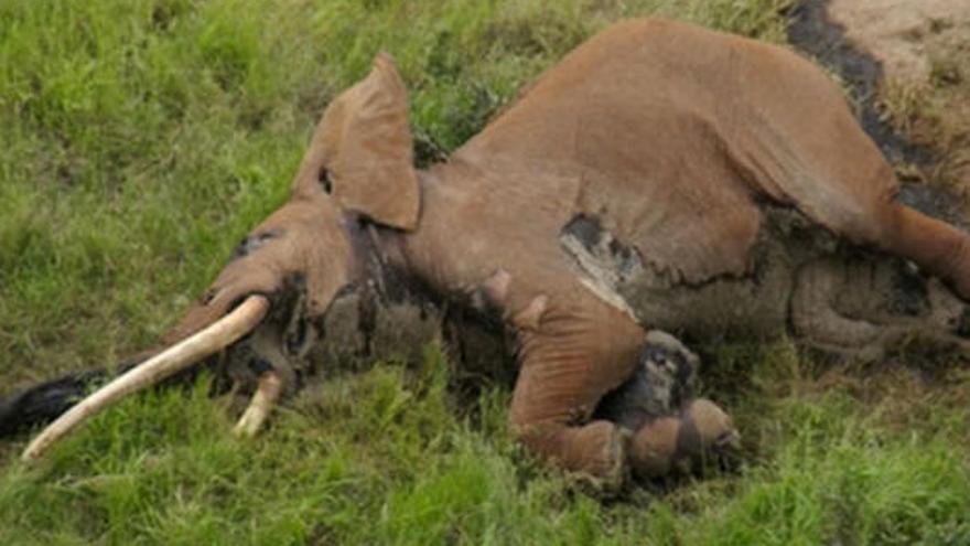 L&#039;elefant, després de ser abatut.