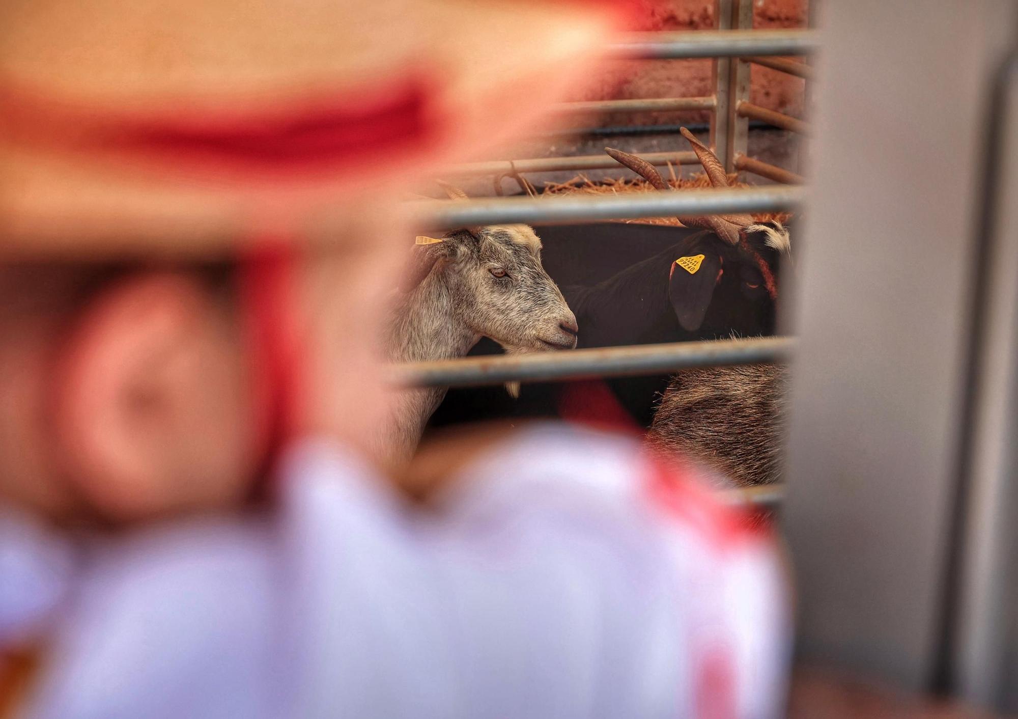 Diferentes actos para celebrar el Día de Canarias en Santa Cruz