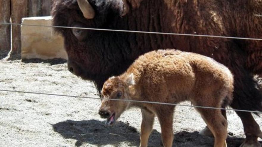 Nacimiento de una cría de bisonte en Lanzarote