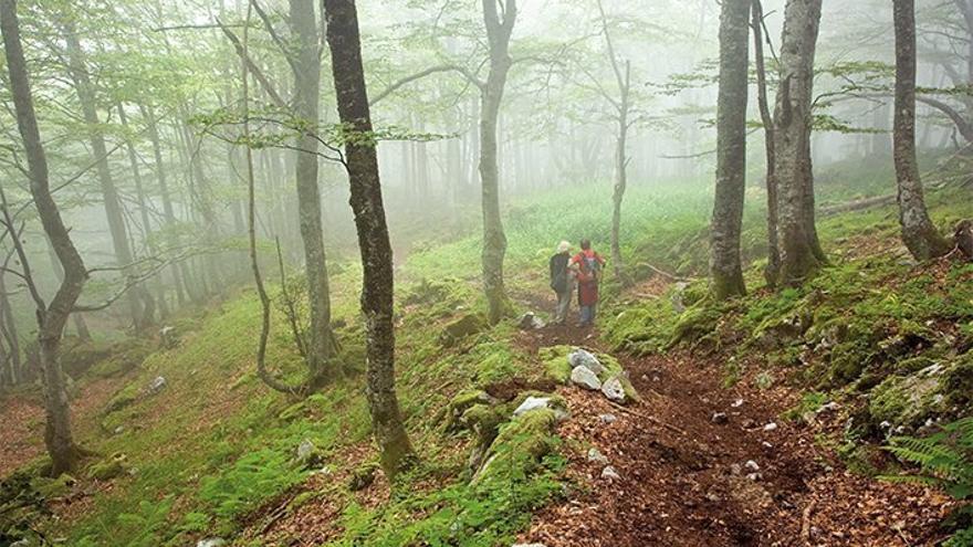 Ruta Fielato-El Gumial: un paseo por un bosque de hayas centenarias