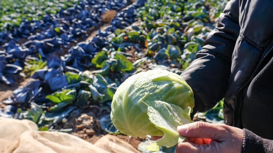 Un agricultor de Villena muestra una col cubierta por el hielo