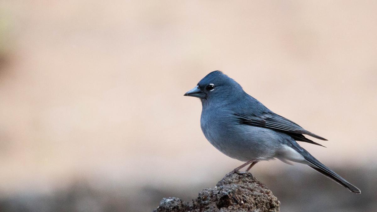 Un ejemplar de pinzón azul en la Corona Forestal.