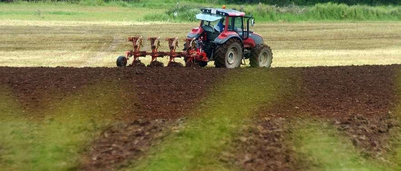 Tareas de arado de una finca en el municipio de Lalín. // Bernabé/Javier Lalín