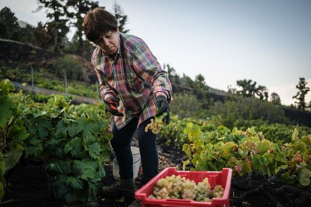 Primera vendimia de La Palma tras la erupción del volcán Tajogaite