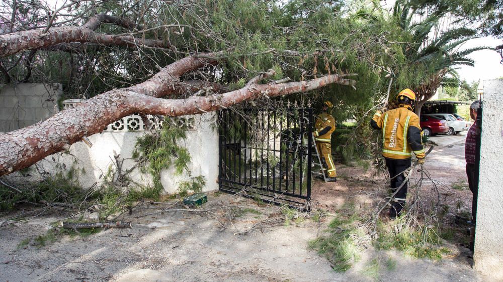 Los Bomberos del Consorcio de Alicante retiran un gran pino que ha caído sobre una valla en Mutxamel