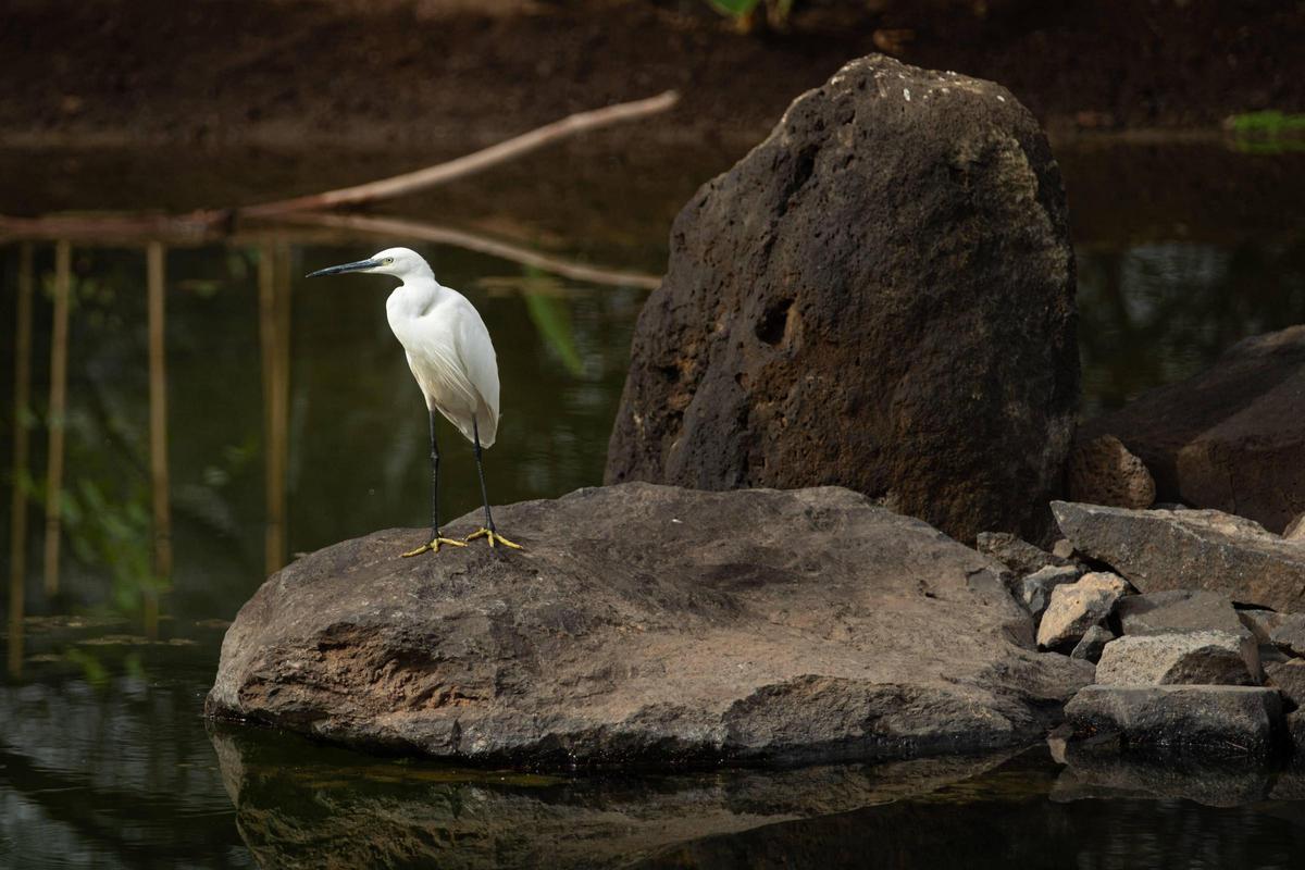 Zona de avistamiento de aves del Palmétum, en Santa Cruz de Tenerife.