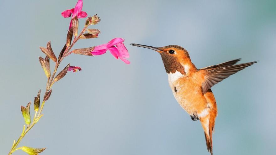 Los colibríes también usan el olfato para detectar enemigos