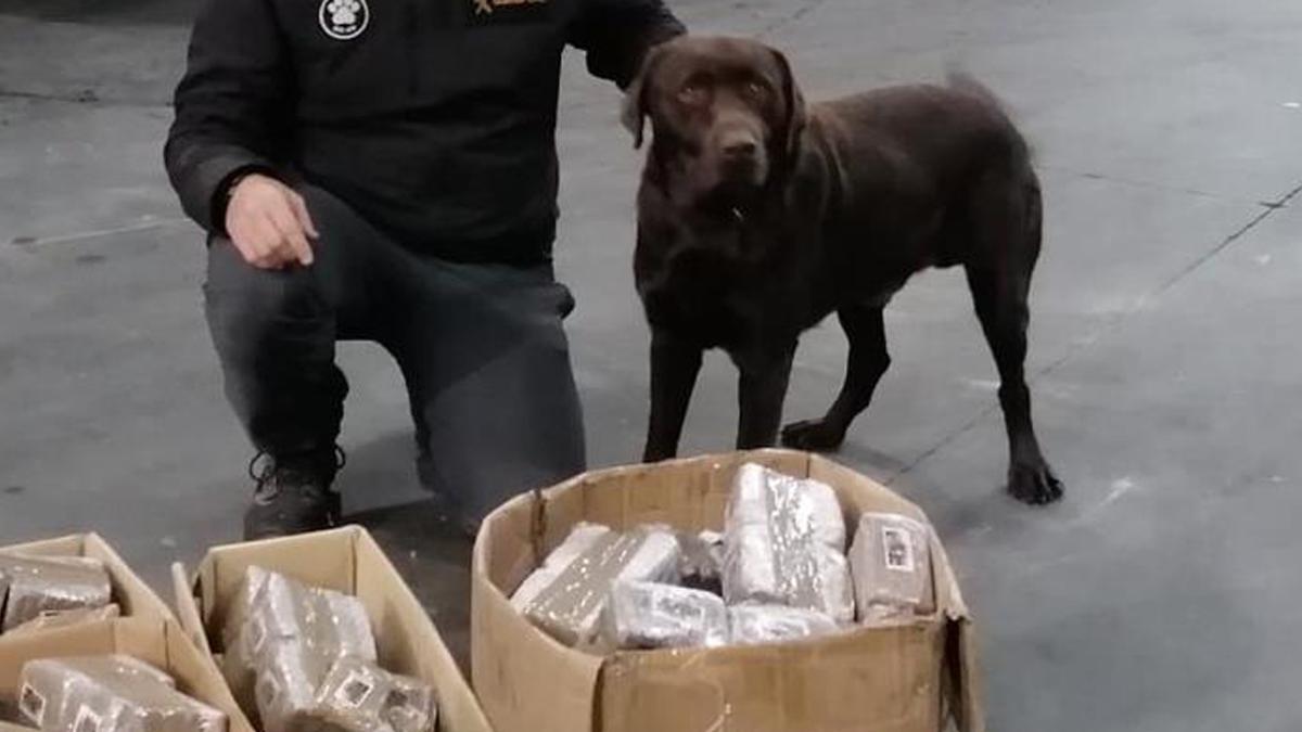 El agente canino de la Guardia Civil Turko localizó 82 kilos de hachís en noviembre