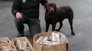 Així és Turko, el gos de la Guàrdia Civil que va localitzar 640.000 euros en un maleter