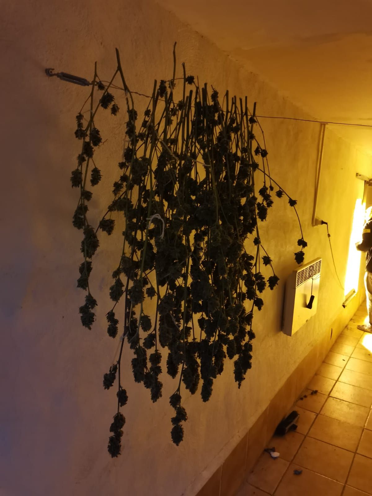 Troben un cultiu de més de 600 plantes de marihuana en l'annex d'una casa a Vilabertran