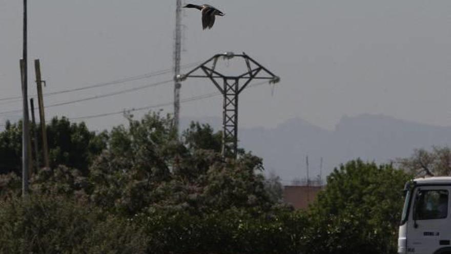 Un pato pasa junto a una línea eléctrica en el cauce del Turia.