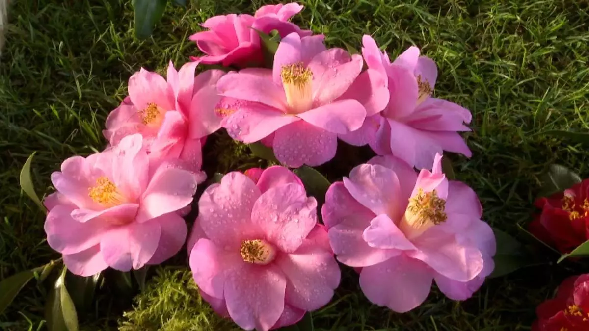 El centro de Vigo se llenará de camelias en marzo