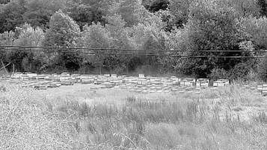 Los panales de abejas en la finca de Collanzo.