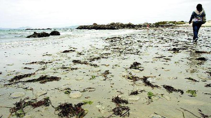 Argazada, ayer a mediodía, era uno de los arenales de Vigo que acogía un mayor número de medusas, sobre todo en la orilla. / marcos canosa