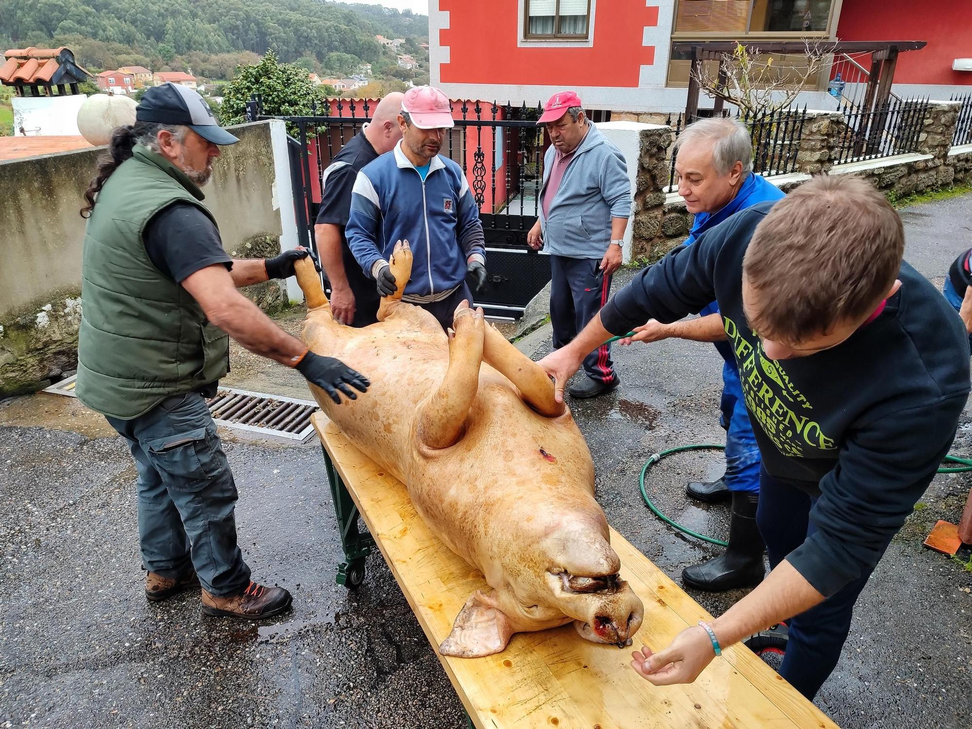 Arranca la temporada de matanzas en O Morrazo