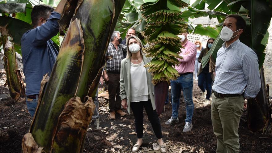 Recuperación de plataneras afectadas por el volcán de La Palma: “Los hijos de las matas perdidas empiezan a florecer”