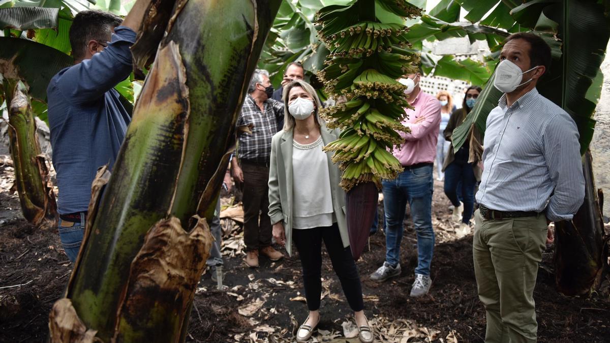 Alicia Vanoostende y Mariano Zapata durante su visita a una finca de plataneras en El Remo el pasado lunes.