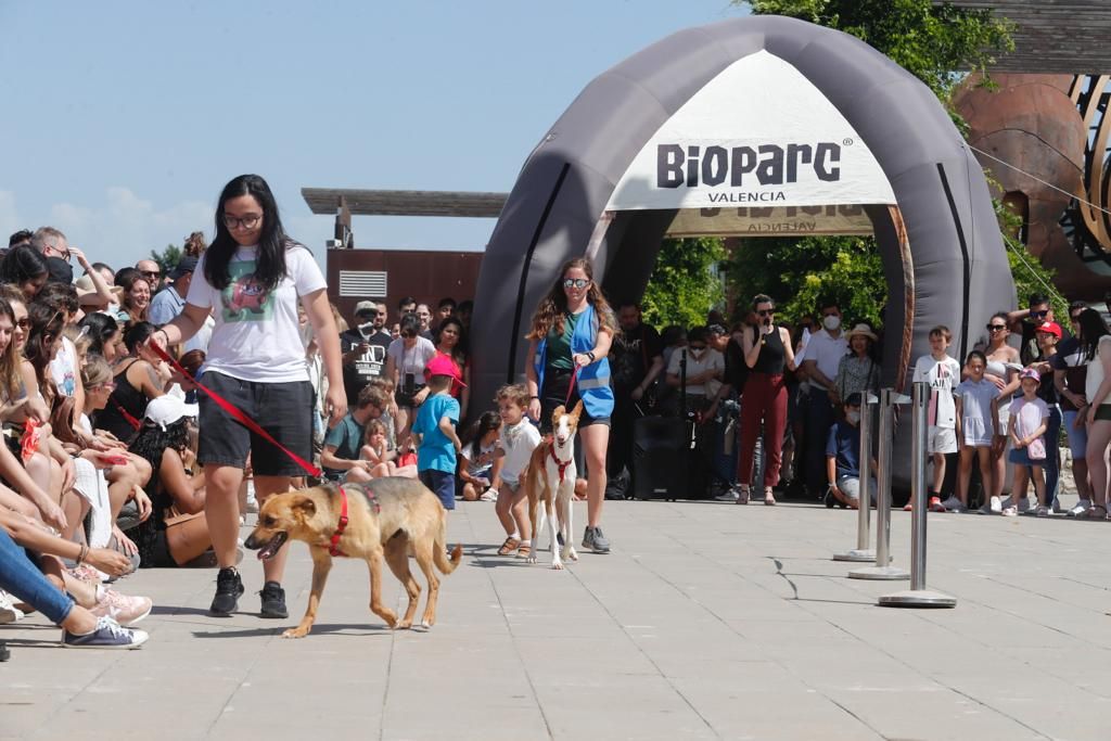 Pasarela de perros de adopción en Bioparc