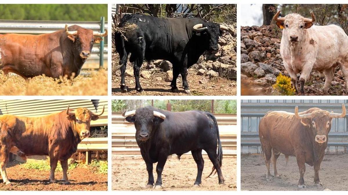De izquierda a derecha y de arriba a abajo, los toros que aportan para las fiestas de la Mare de Déu de Gràcia las siguientes entidades: Amics de Centelles, Comissió de Penyes (dos), Octavio Chacón, Un Bou + y Gent Jove.