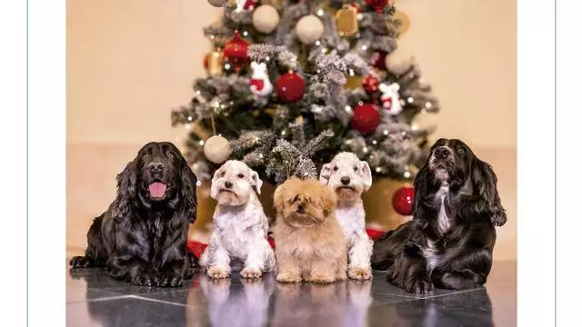 Las felicitaciones navideñas de la Familia Real: foto rural de los Reyes y retrato perruno de los eméritos