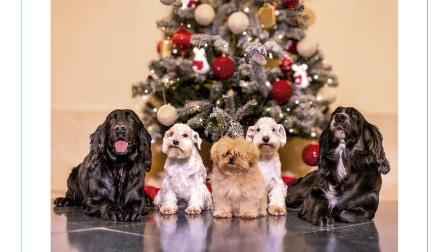Las felicitaciones navideñas de la Familia Real: foto rural de los Reyes y retrato perruno de los eméritos