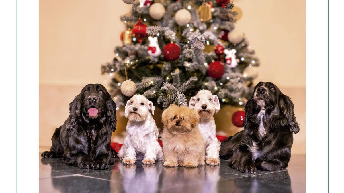 Las felicitaciones navideñas de la Familia Real: foto rural de los Reyes y retrato perruno de los eméritos