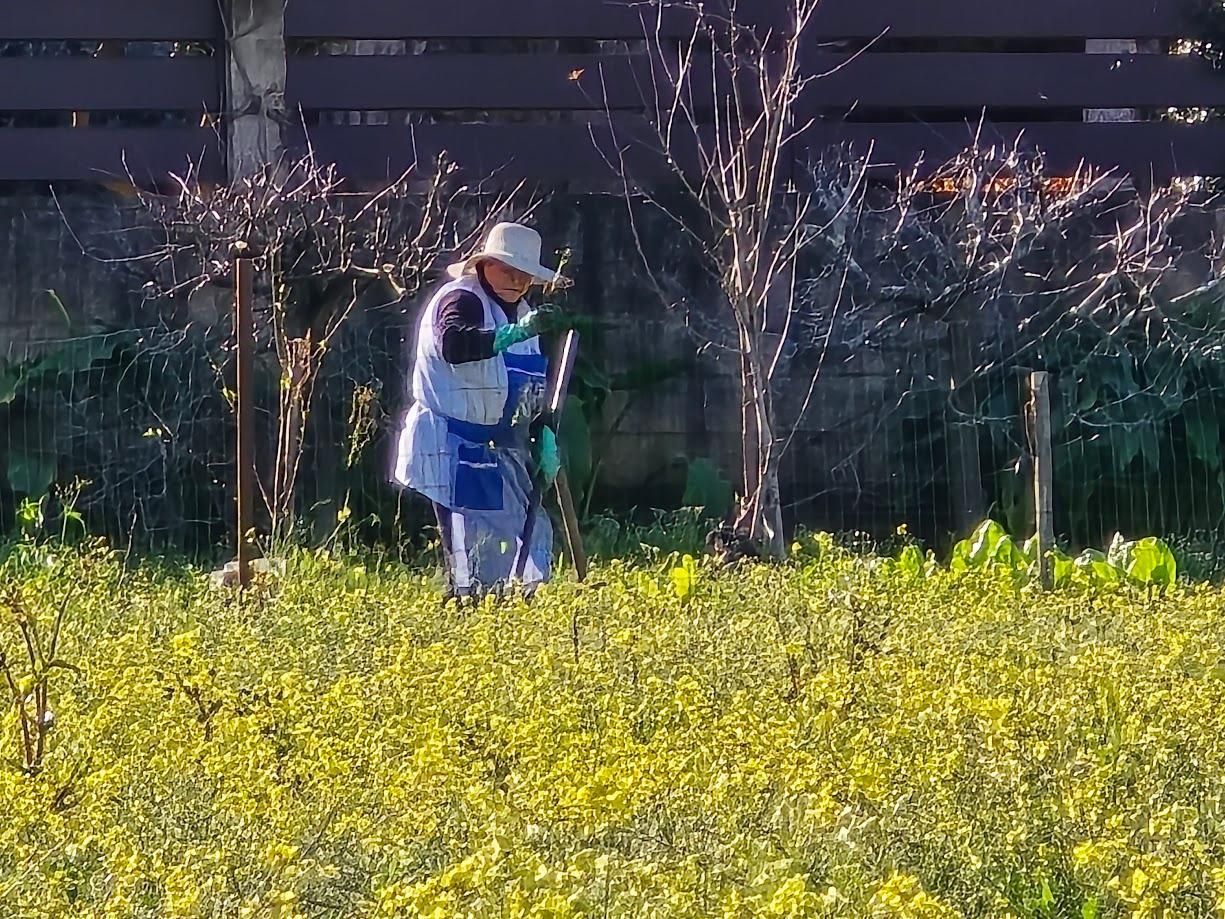 Arousanos aprovechando el buen tiempo para preparar sus tierras de cultivo.