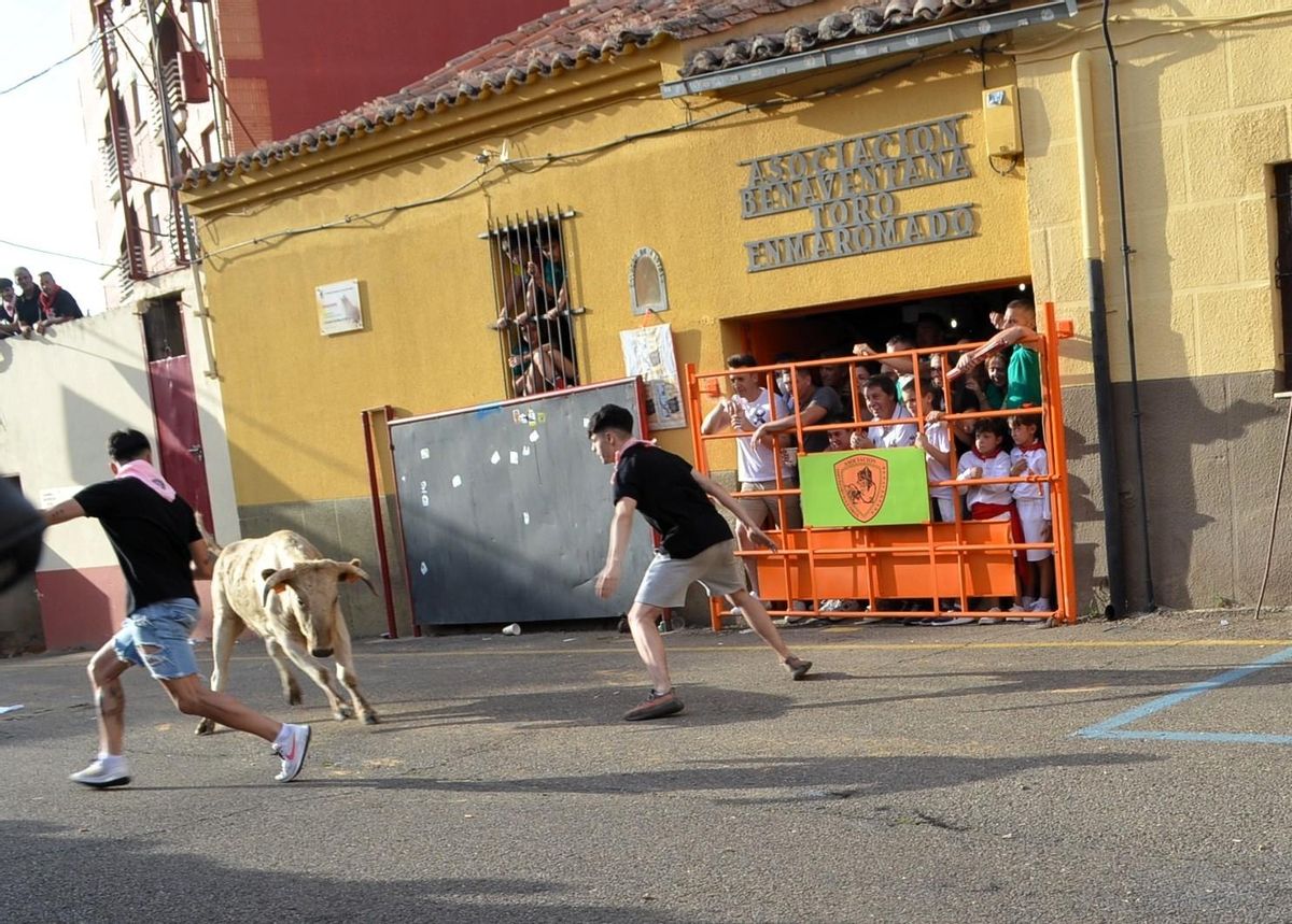 I Vaca de la Juventud en Benavente.