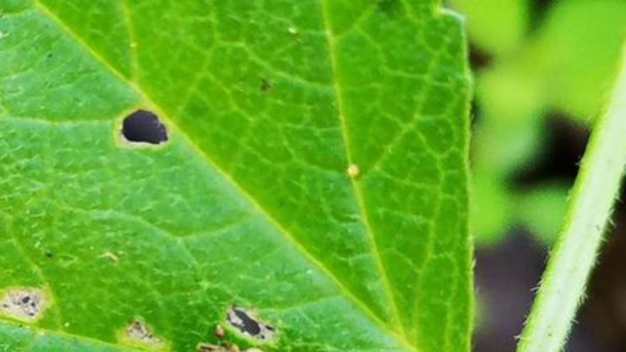 Identificados los insectos que transmiten la ‘Xylella fastidiosa’