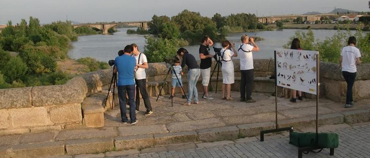 Avistamiento de aves desde el puente romano de Mérida.