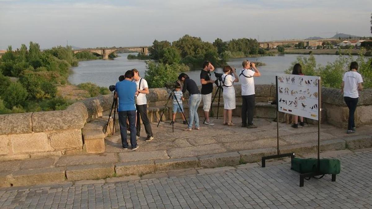 Avistamiento de aves desde el puente romano de Mérida.