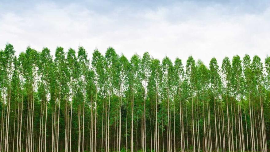 España tiene 15.000 km2 de eucaliptos: así desplaza al bosque autóctono
