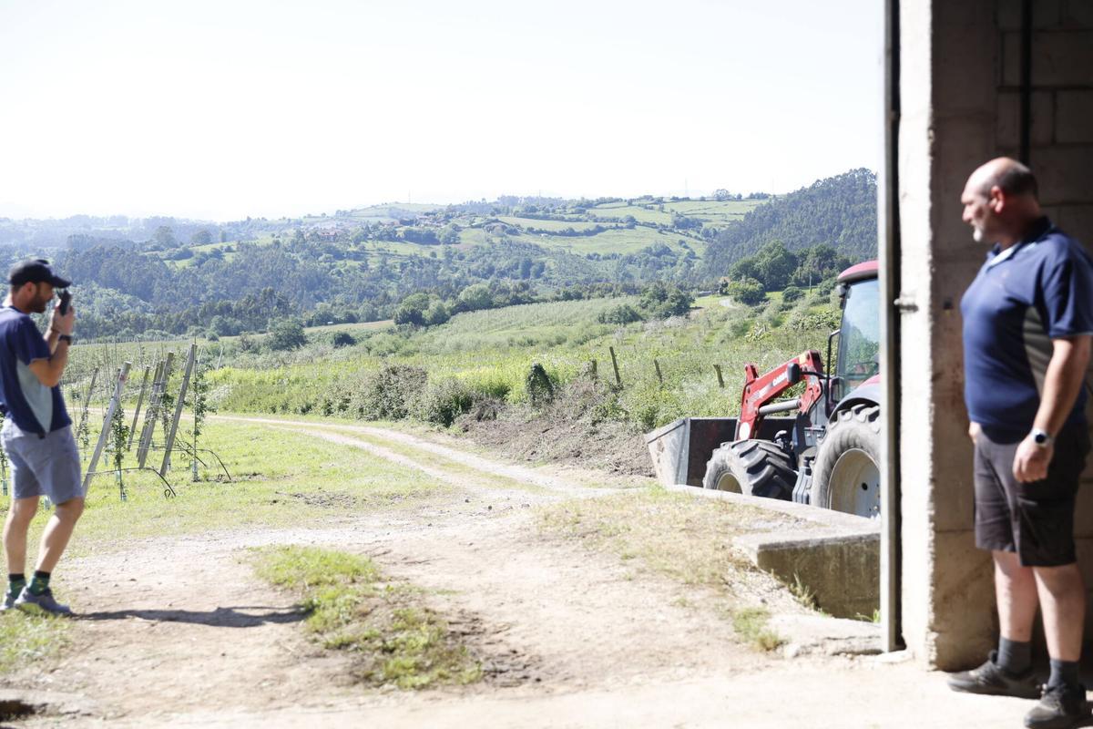 EN IMÁGENES: La Finca Gallinal abres sus puertas al "sidroturismos": una pumarada de 40 hectáreas y 20.000 manzanos