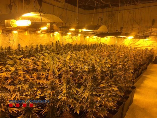 Descobreixen una gran plantació de marihuana en un taller de fusteria de Sant Julià de Ramis