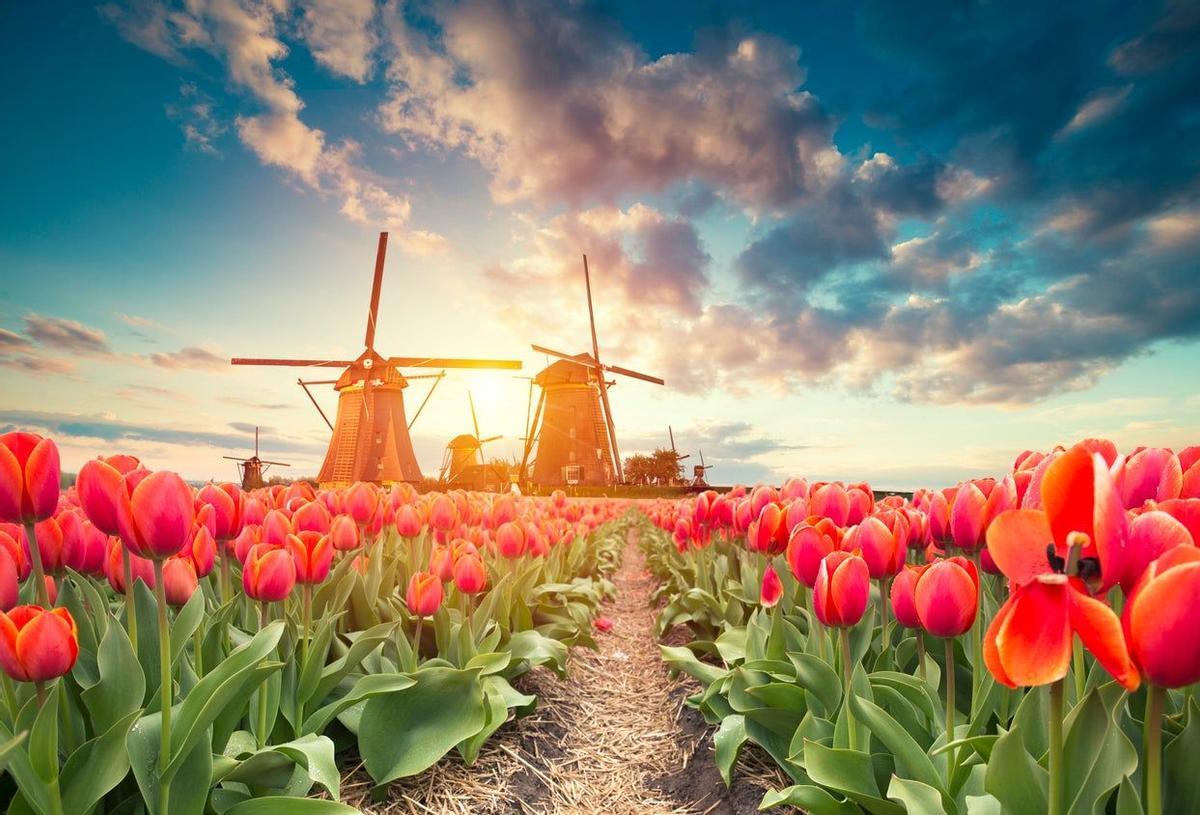 Campo de Tulipanes, Holanda