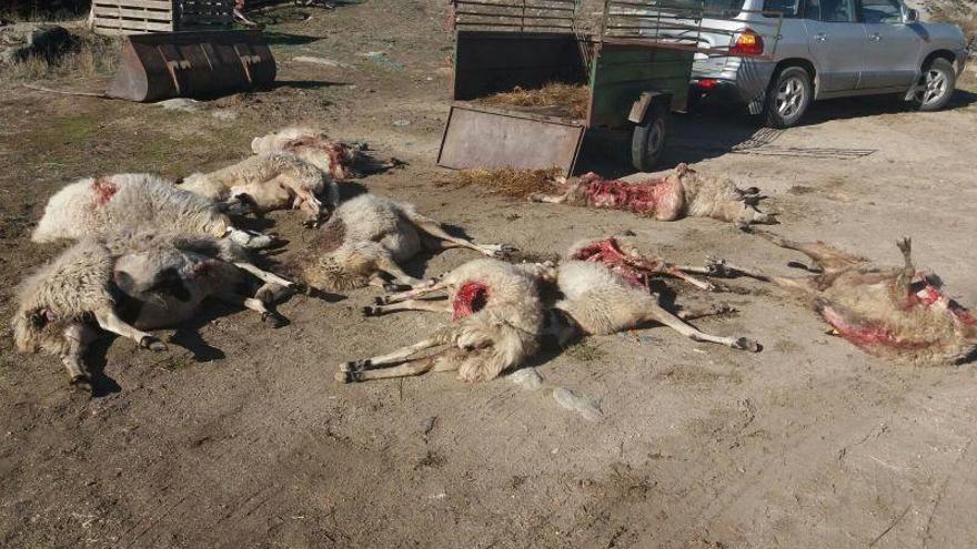 Ovejas muertas por culpa del lobo en Zamora.