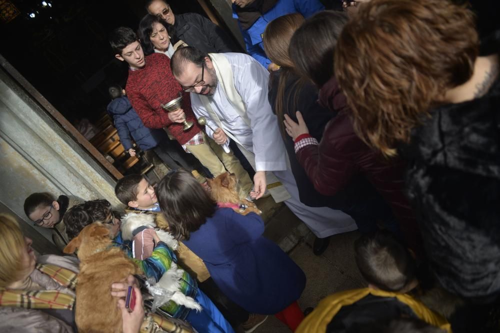 Bendición de mascotas en La Magdalena.