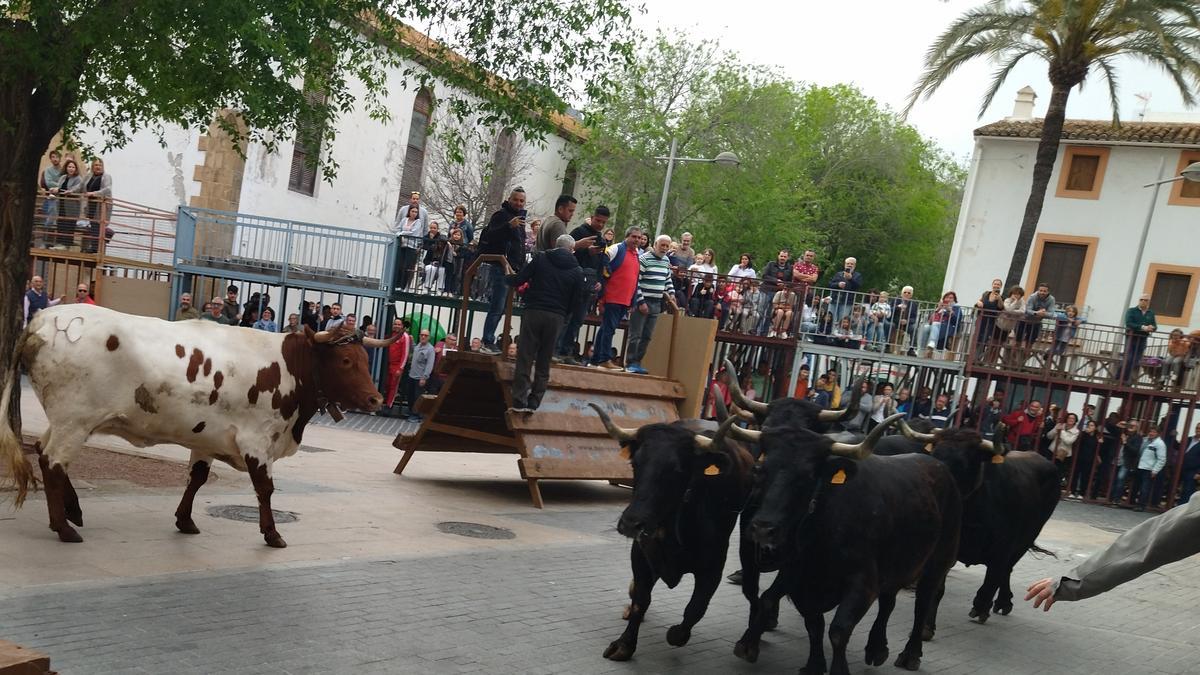 Los toros trotan en la Placeta del Convent de Xàbia