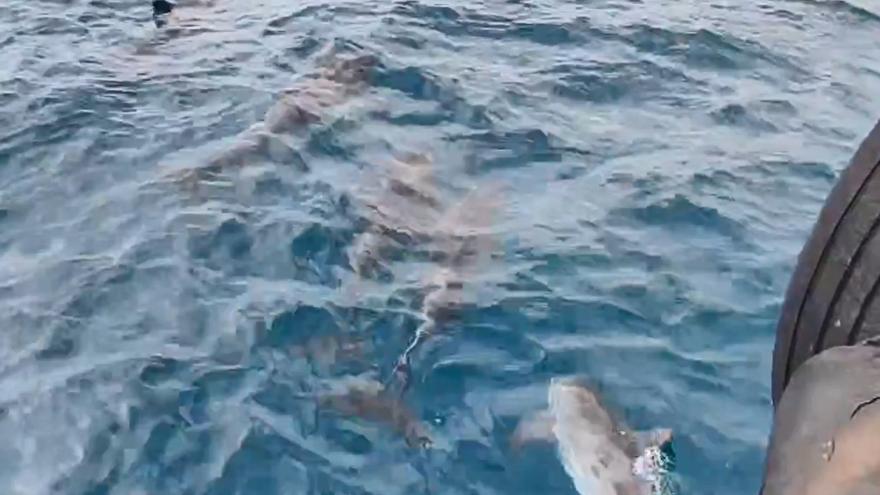 Mágico encuentro de delfines en Las Palmas de Gran Canaria