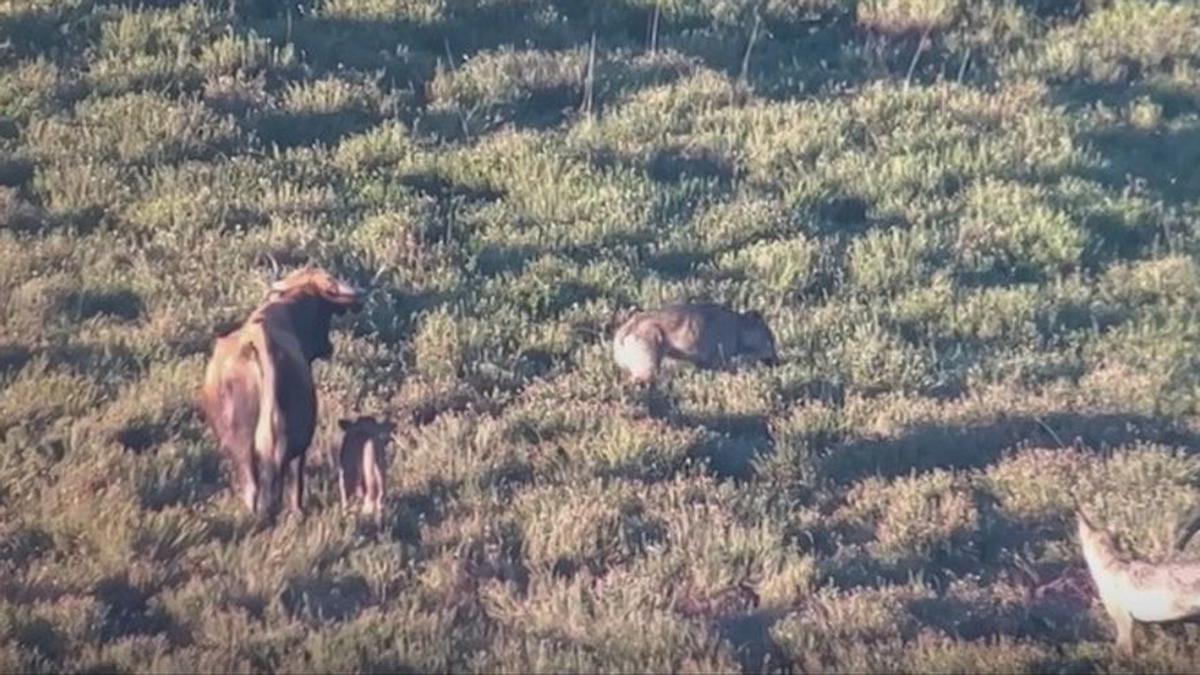 Vídeo del ataque de dos lobos a un ternero herido y su madre