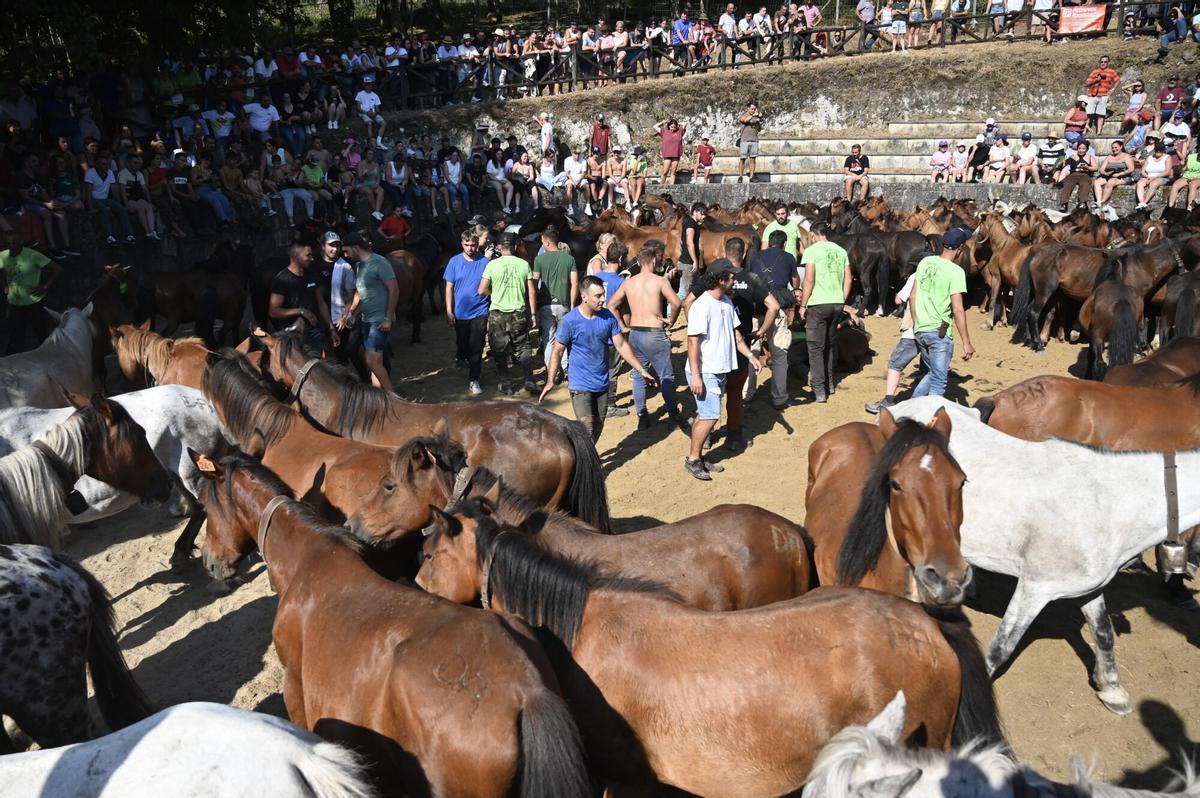 COTOBADE. Rapa das Bestas de Cuspedriños