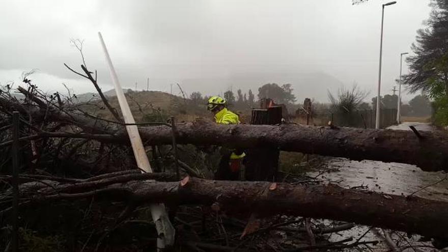 VÍDEO: El temporal derriba un árbol en una urbanización de Gandia