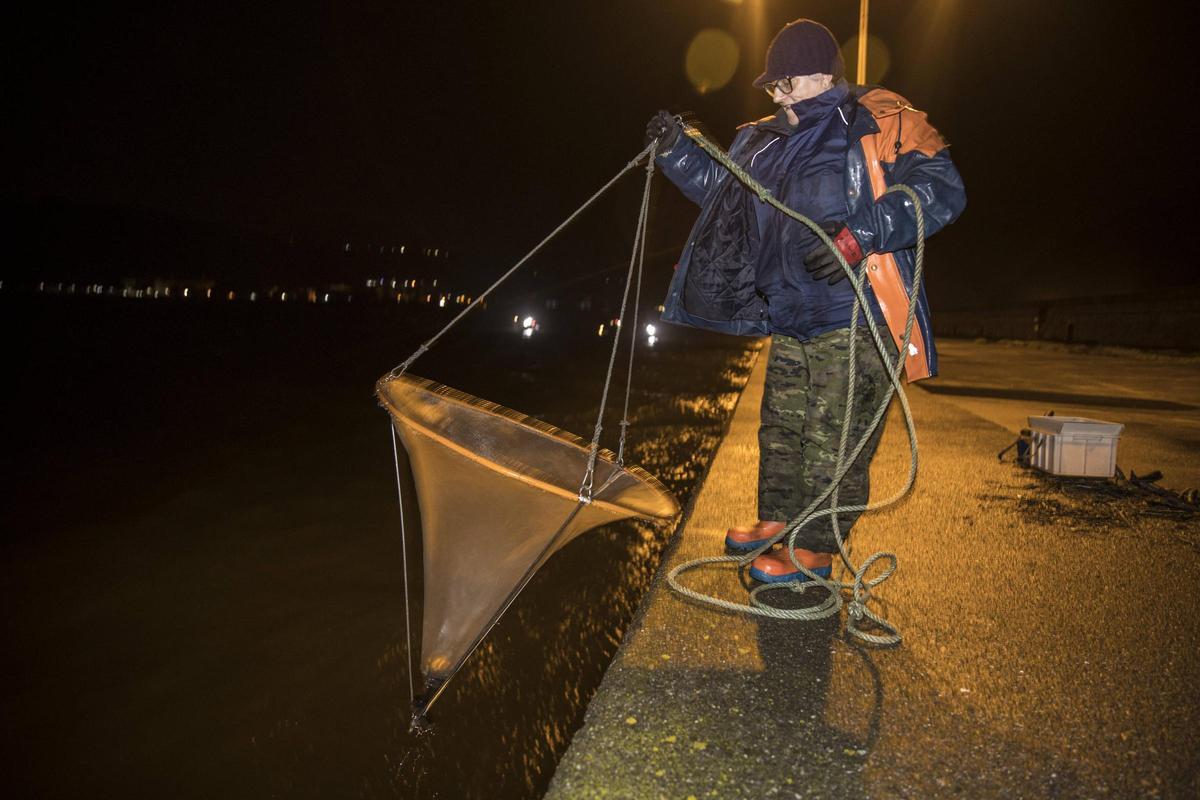 María José Granda, la última mujer angulera, en plena faena, en la campaña de 2024, en la ría del Nalón.